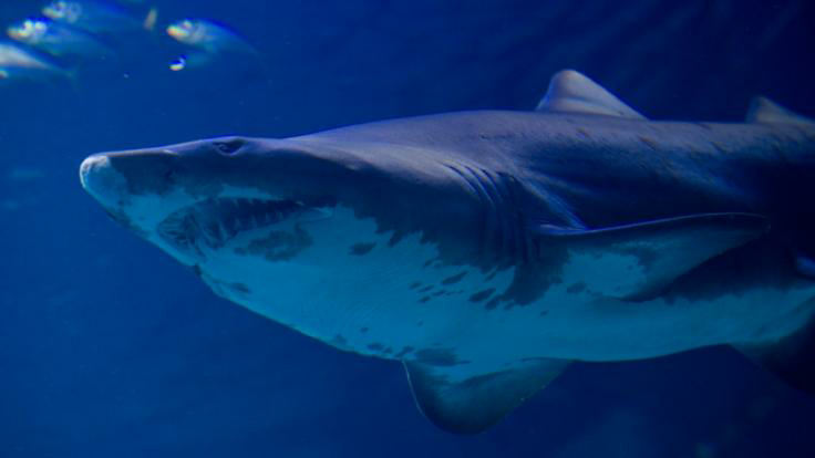 Hai-Alarm auf Mallorca - Urlauber geschockt - Gefährlicher Raubfisch am Strand gesichtet!