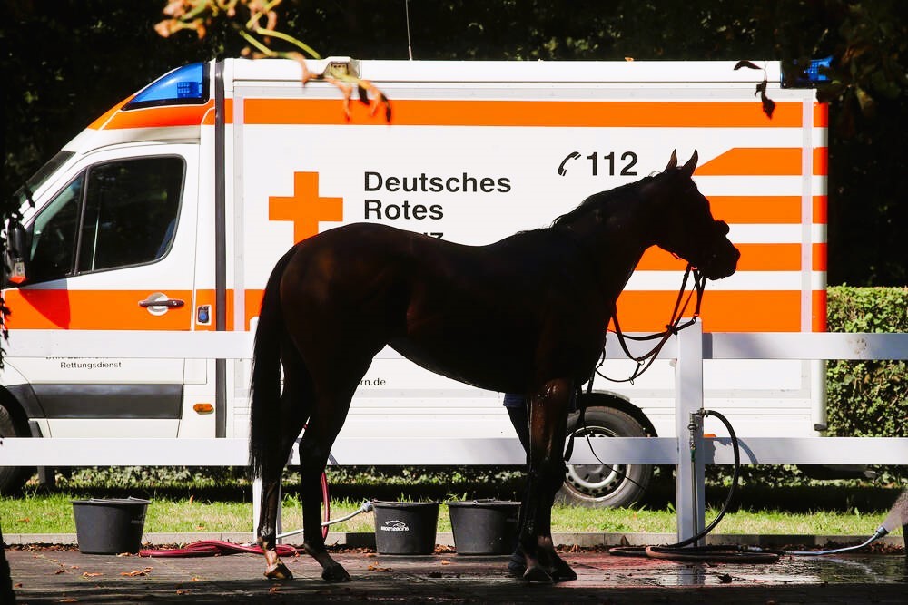 Trauer! Junge (9) stirbt bei Reitunfall! Kind von Pferd hunderte Meter mitgeschleift
